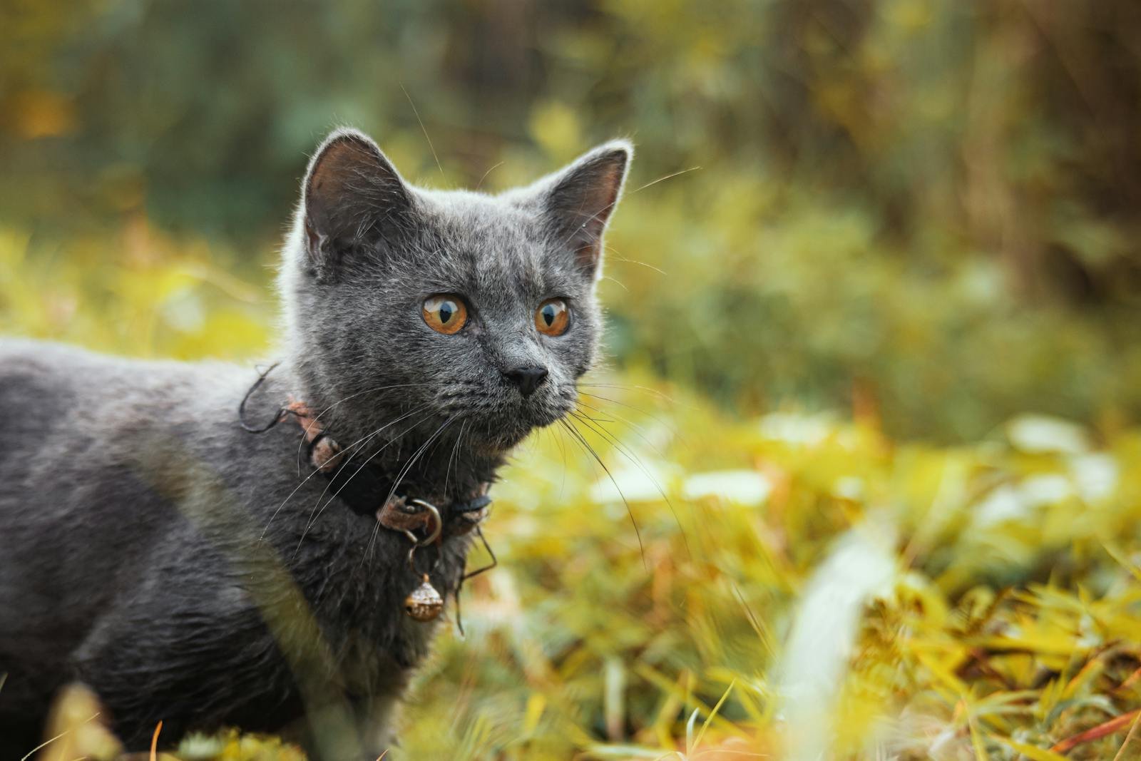 Photo by Nothing Ahead Cat superstitions: Charming close-up of a Russian Blue cat with a collar exploring outdoors.