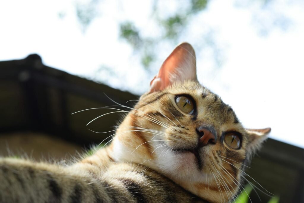 A tabby cat looking curiously outdoors, captured from below.