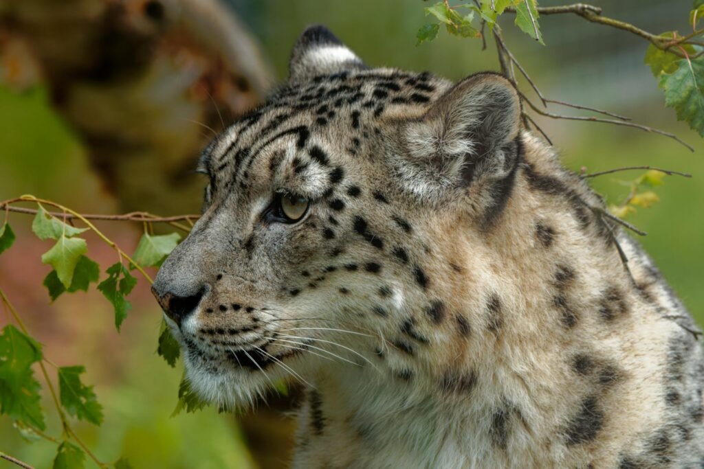 harsh environment: Snow leopard close-up portrait featuring natural habitat and vivid details in the wilderness.