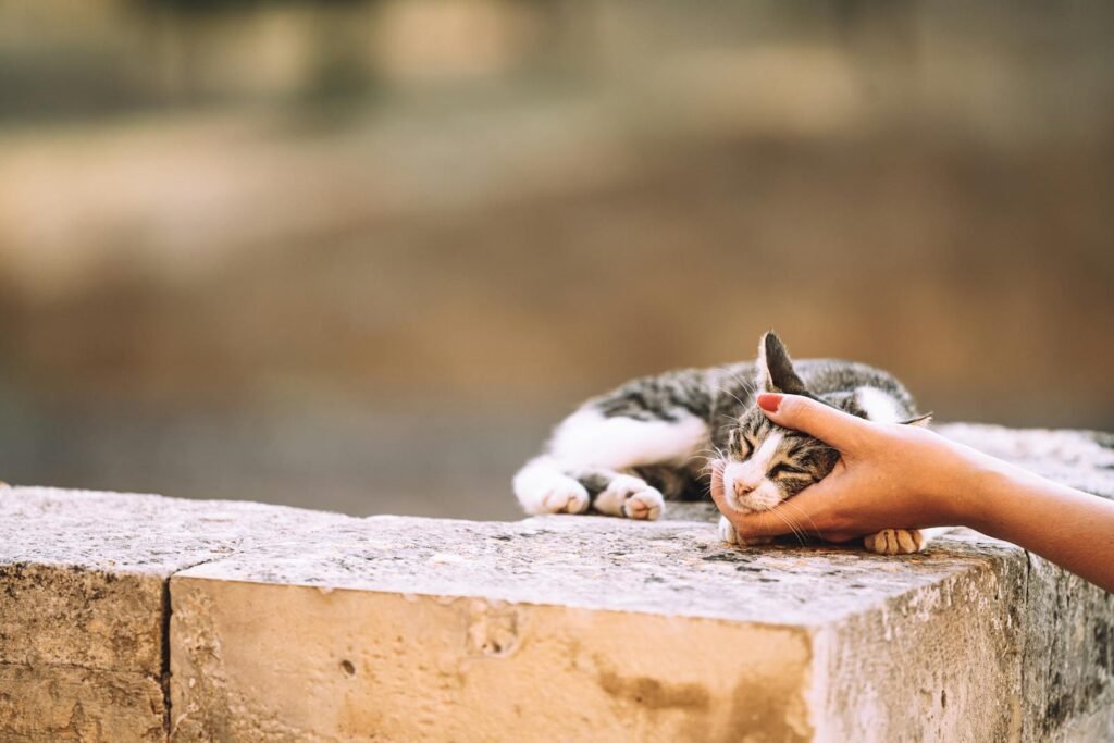 A serene moment of a cat enjoying being pet on a sunny day outdoors.