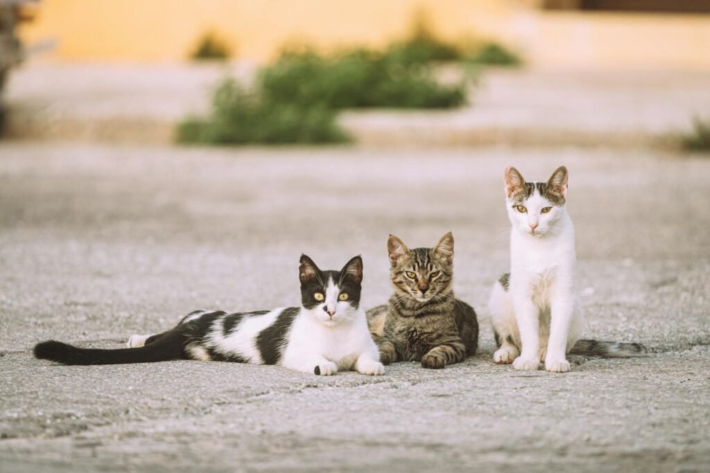 Three adorable cats lounging on a city street, showcasing a serene scene of feline companionship.