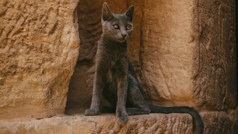 A cat sits by an ancient Egyptian stone wall, capturing the essence of Egyptian culture.