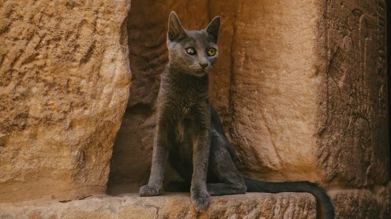 A sleek black cat sitting gracefully on a stone ledge against a backdrop of ancient, weathered sandstone blocks.