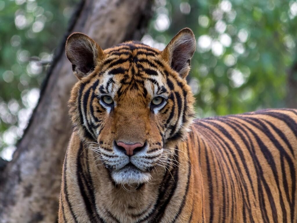 tiger, wild cat, feline, beast, wild, wild animal, animal world, wilderness, wildlife, wildlife photography, animal, bengal, pet, carnivore, cat, head, hunter, stripes, nature, zoo, tiger, tiger, tiger, tiger, tiger