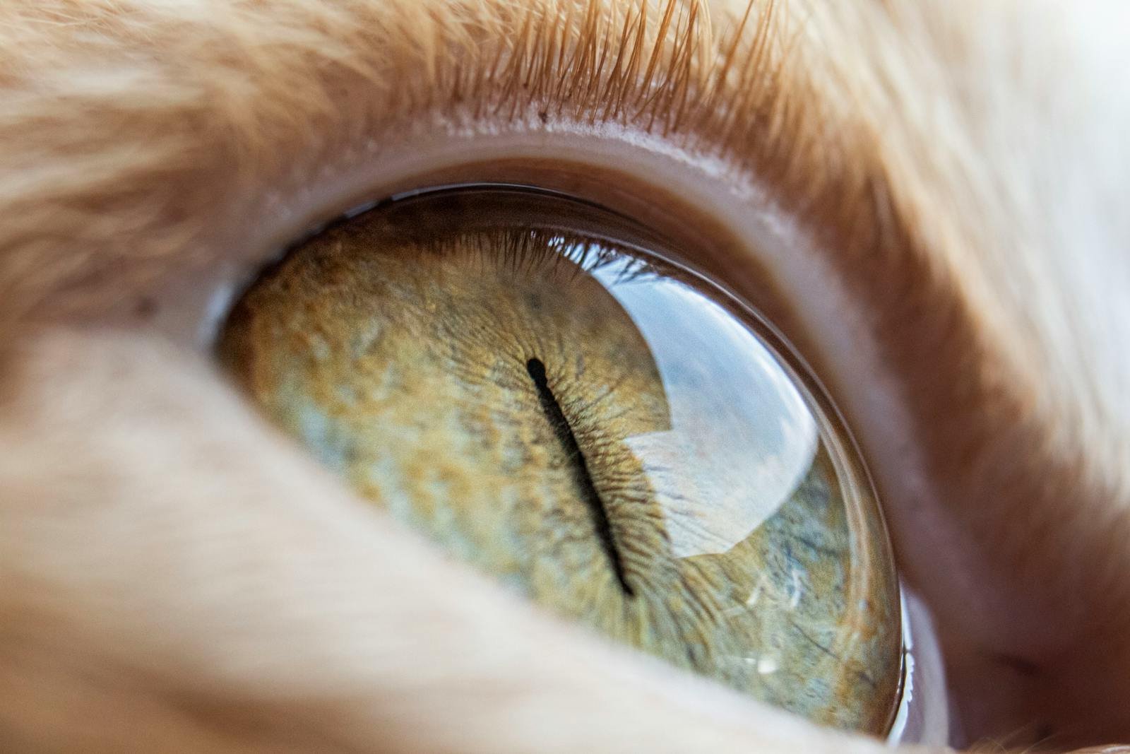 Photo by Camilo Laverde Cats see: Detailed close-up of a cat's eye showing reflections and texture.