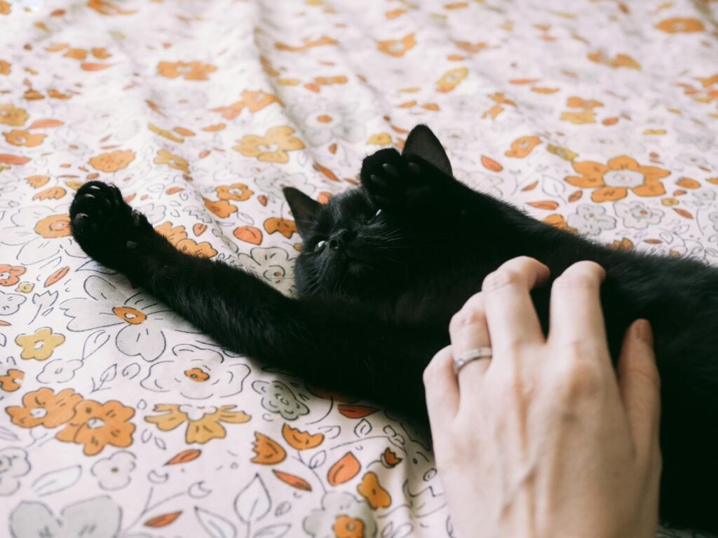 Black kitten enjoys a gentle petting on a colorful floral blanket, capturing a moment of warmth and affection.