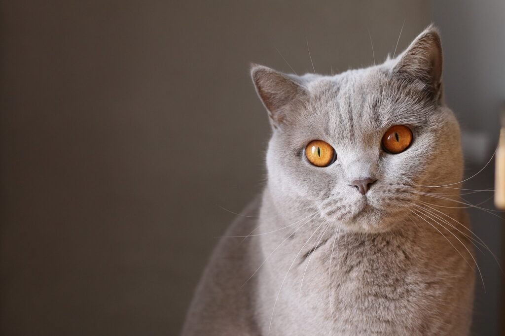 whiskers in cats