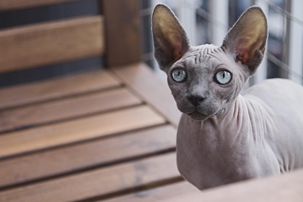 7 Cat Breeds That Have a Dog-Like Personality