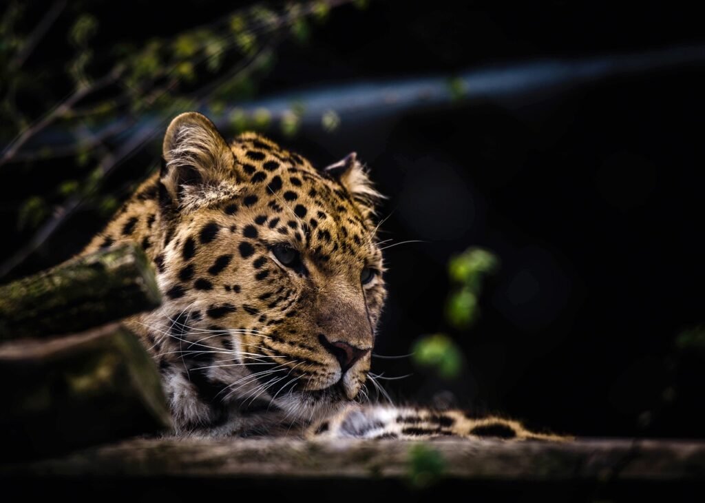 endangered big cat species