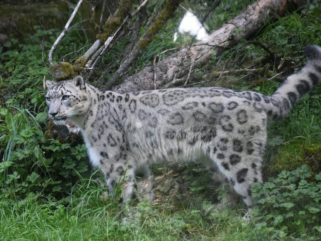 Close-up of a majestic snow leopard in the wild, showcasing its distinctive spotted coat.