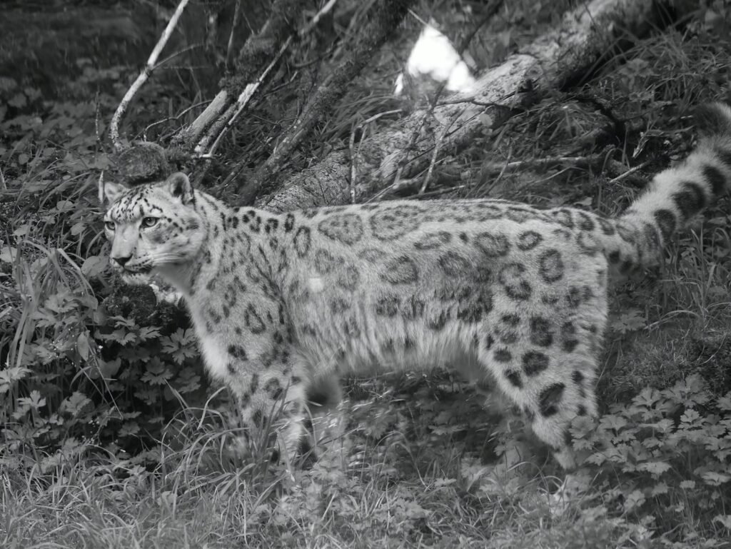 harsh environment: A majestic snow leopard blends into its rugged habitat, showcasing its striking spotted coat.