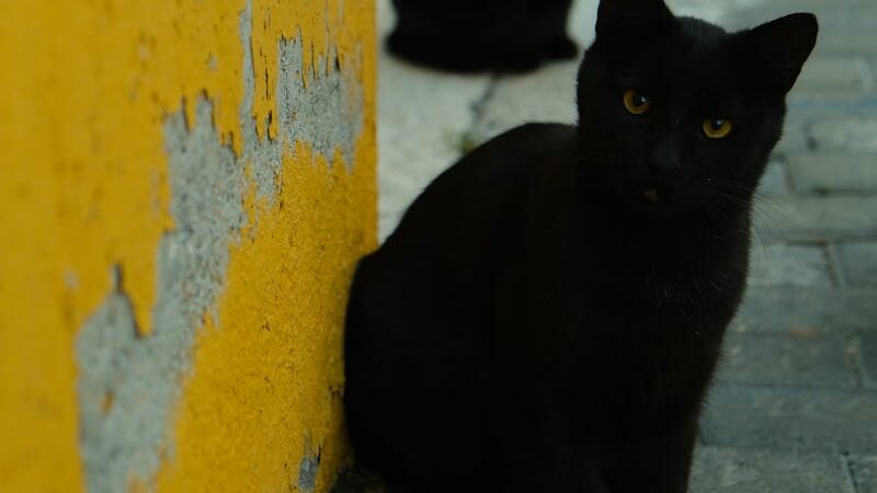Two black cats sitting near a weathered yellow wall, one in the foreground and the other slightly blurred in the background.