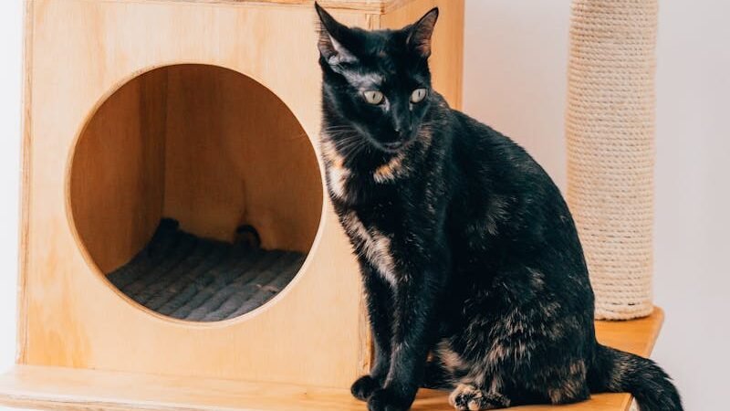 A black and brown tortoiseshell cat sitting on a wooden cat tree with a circular hideout and scratching posts.