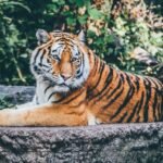 How Big Cats Adapt to Seasonal Changes in Their Environment