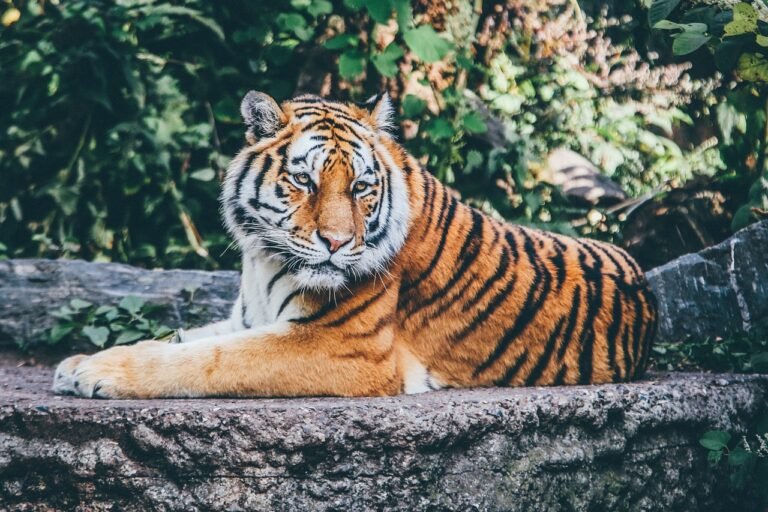 How Big Cats Adapt to Seasonal Changes in Their Environment