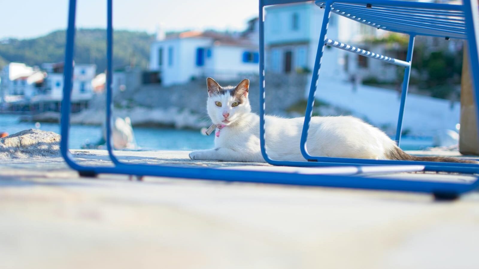 A white cat with a serene expression lounging near a blue metal frame, set against the backdrop of a coastal Greek village with white buildings and calm waters.