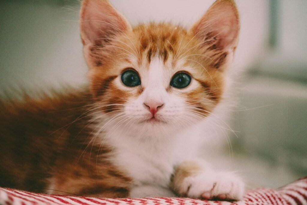 household cat: Close-up of a cute ginger and white kitten with striking eyes and fluffy fur.
