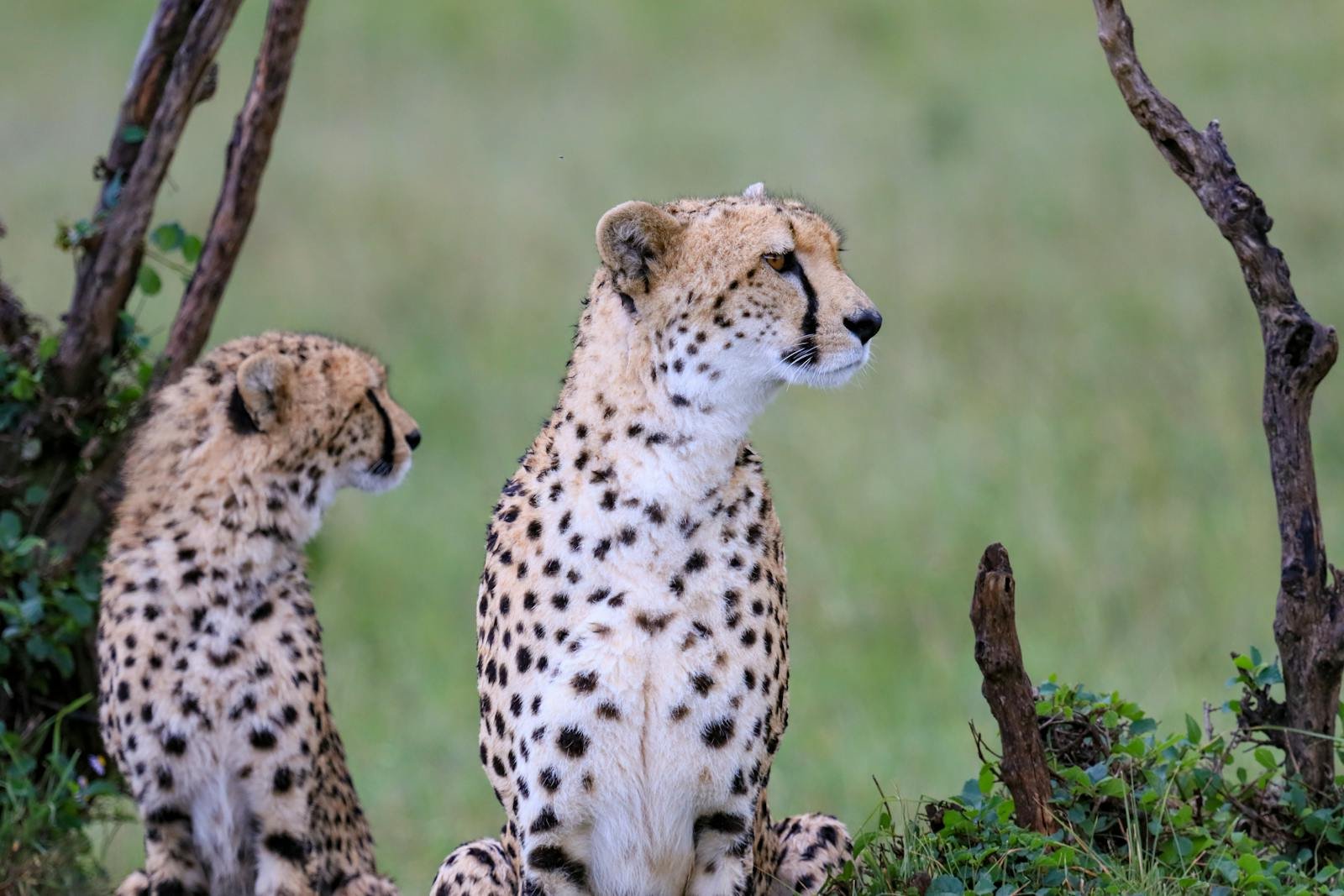 Photo by Mr Sketch Cheetahs and its cub rest in their natural habitat, showcasing wildlife beauty.