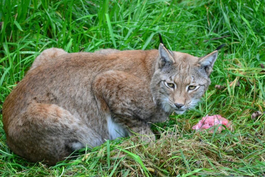 Captivating close-up of a lynx resting on grass, showcasing natural beauty.