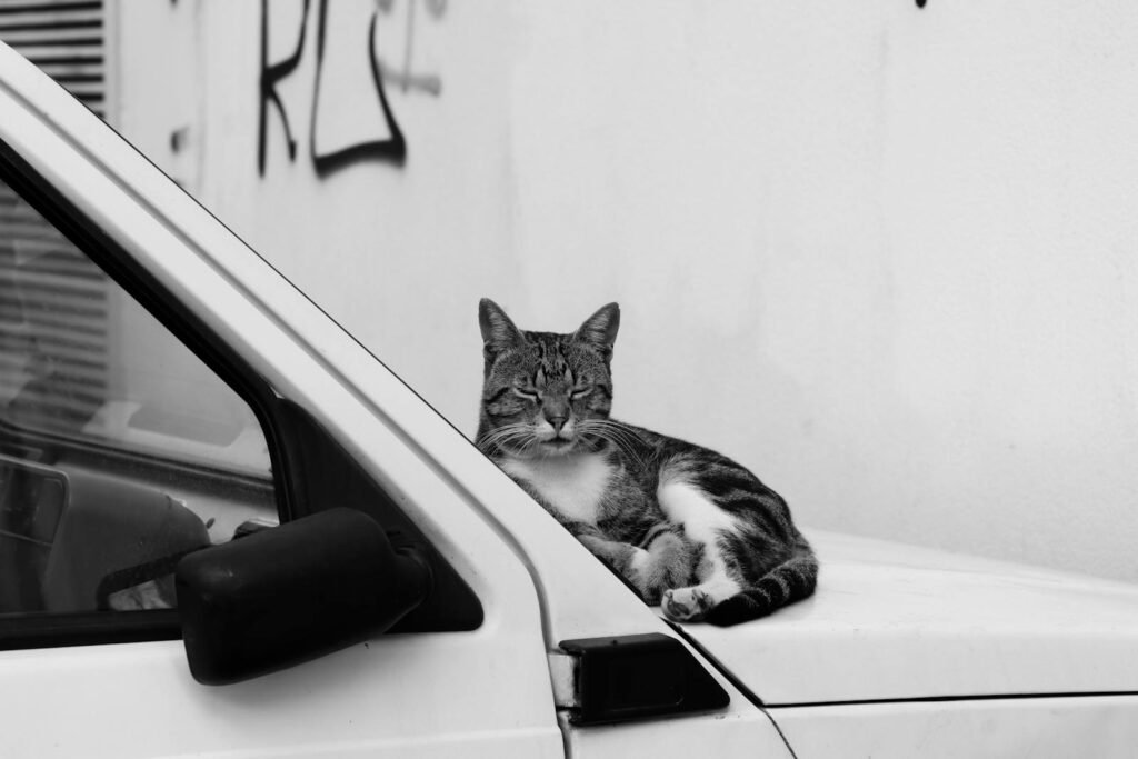 A serene cat rests on a car hood in black and white in Syracuse, Sicily. Perfect for travel and pet lovers.