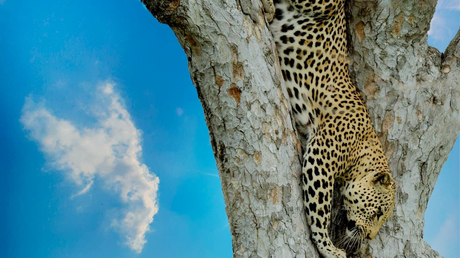 A leopard skillfully climbing down a tree against a bright blue sky, showcasing its agility and natural climbing abilities in the wild.