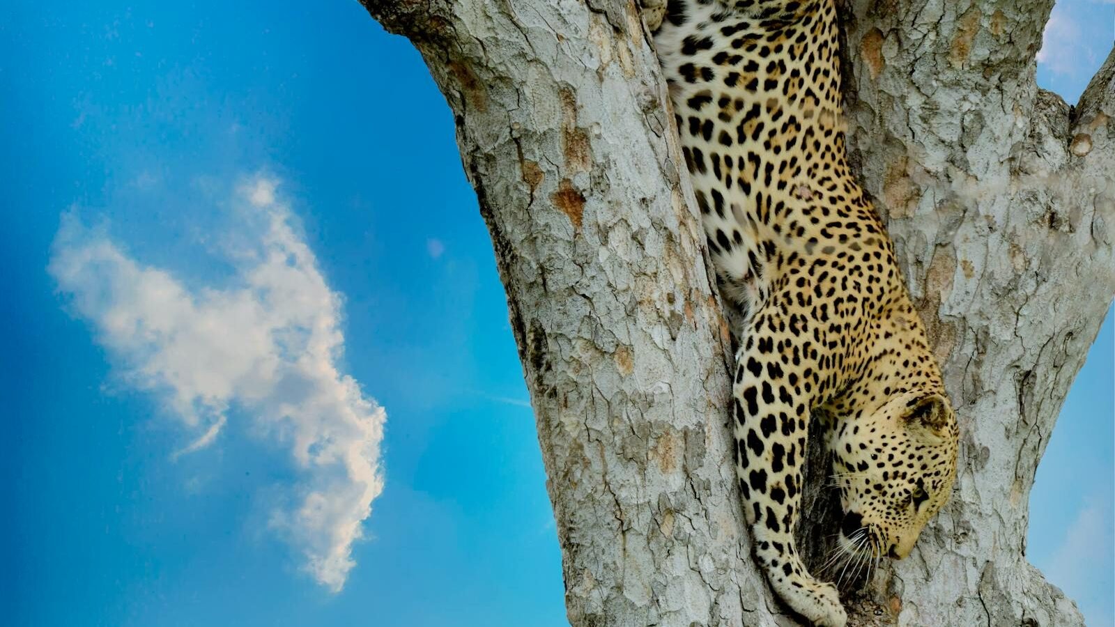 A clouded leopard hanging gracefully from a tree branch, its unique spotted coat visible against a clear blue sky.