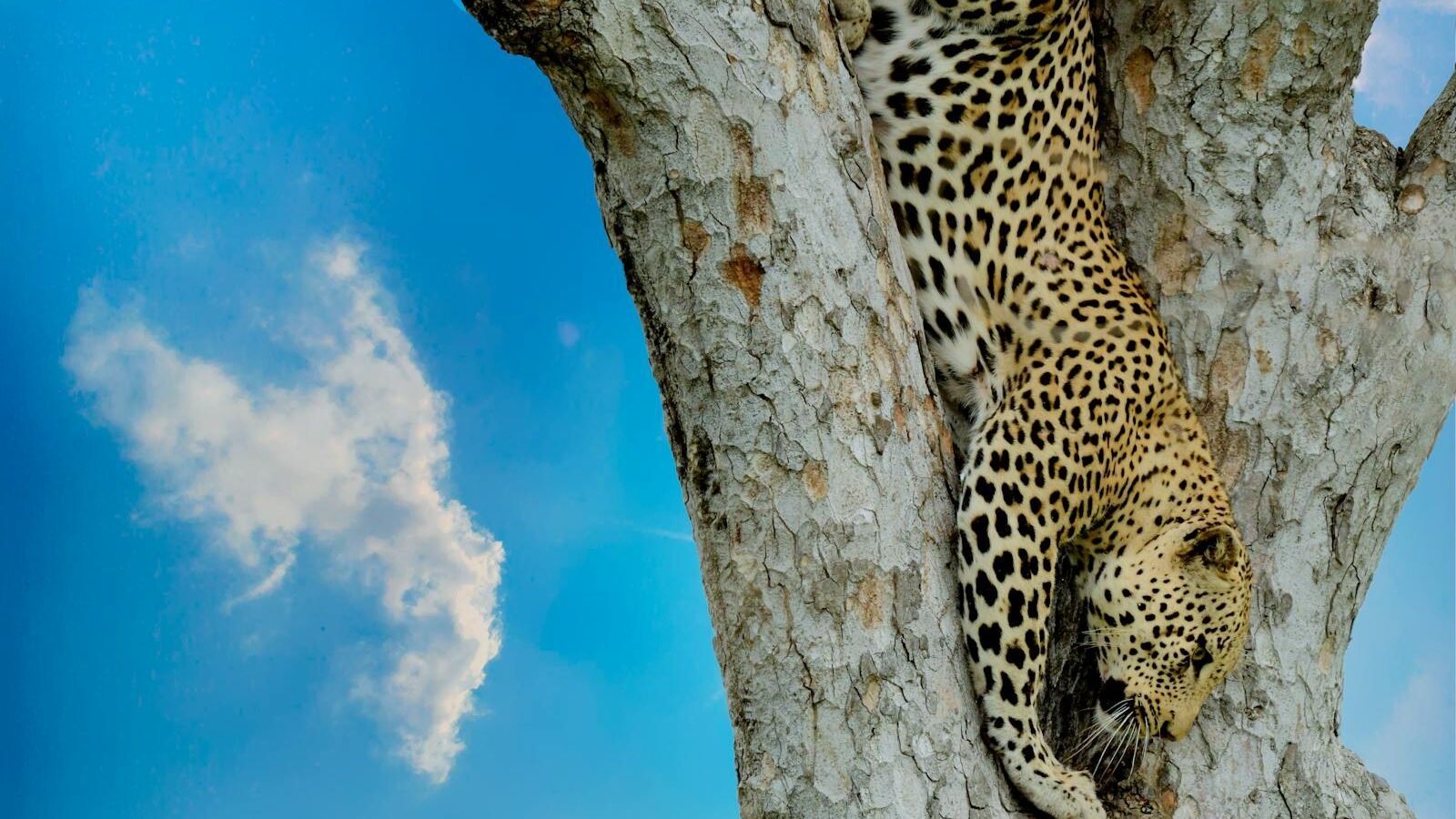 A leopard gracefully climbing down a tree, showcasing its sharp focus and muscular build, against a clear blue sky with scattered clouds.