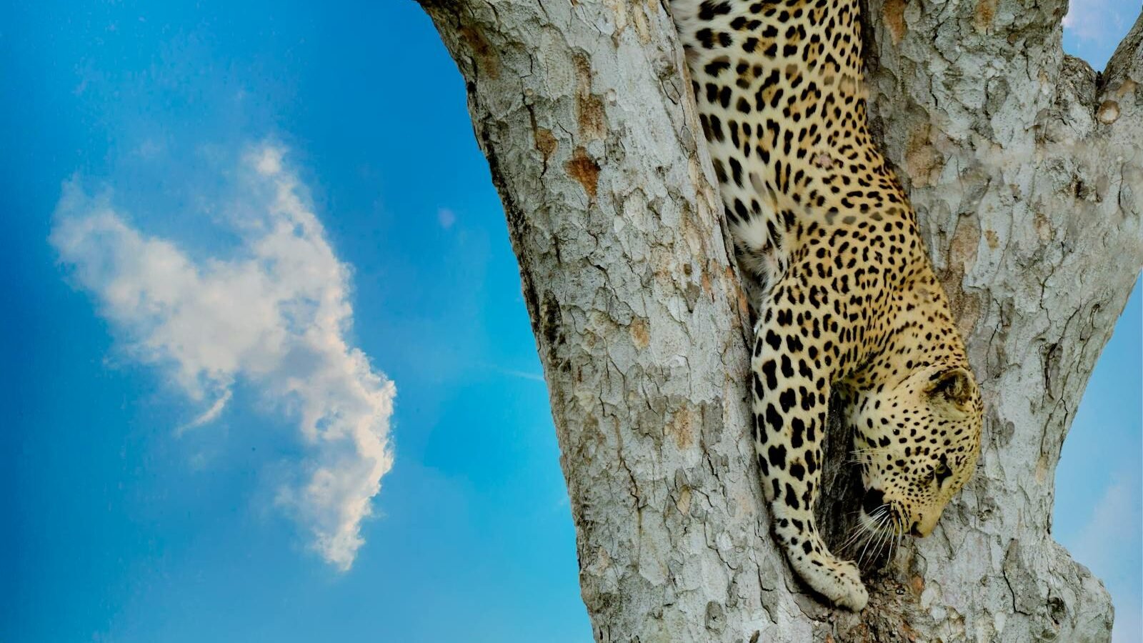 A leopard gracefully climbing down a tree, showcasing its sharp focus and muscular build, against a clear blue sky with scattered clouds.