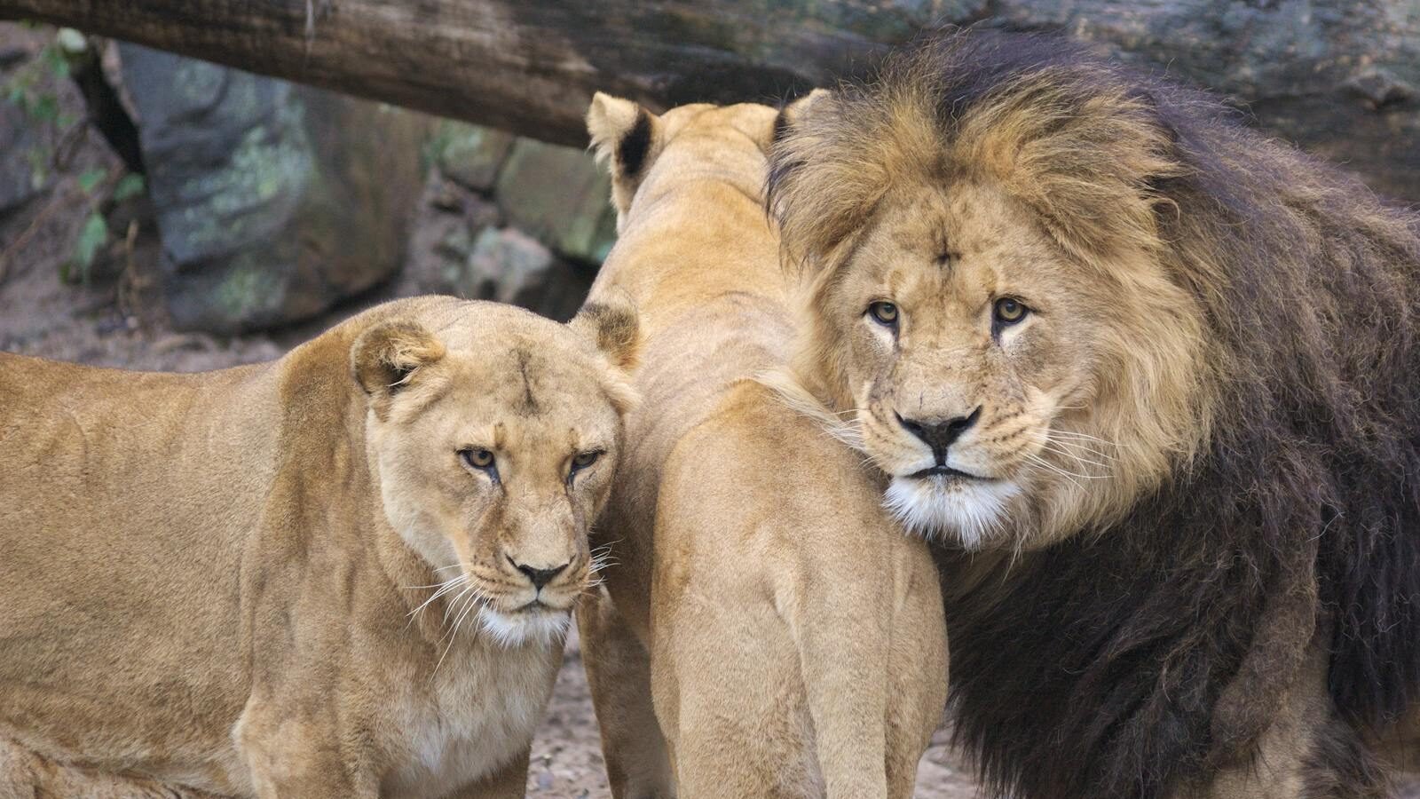 A lion and lionesses in a serene outdoor setting, showcasing wildlife beauty.
