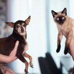 cats and dogs: Chihuahua dog and Siamese cat being held indoors by their owners, capturing a cute pet moment.