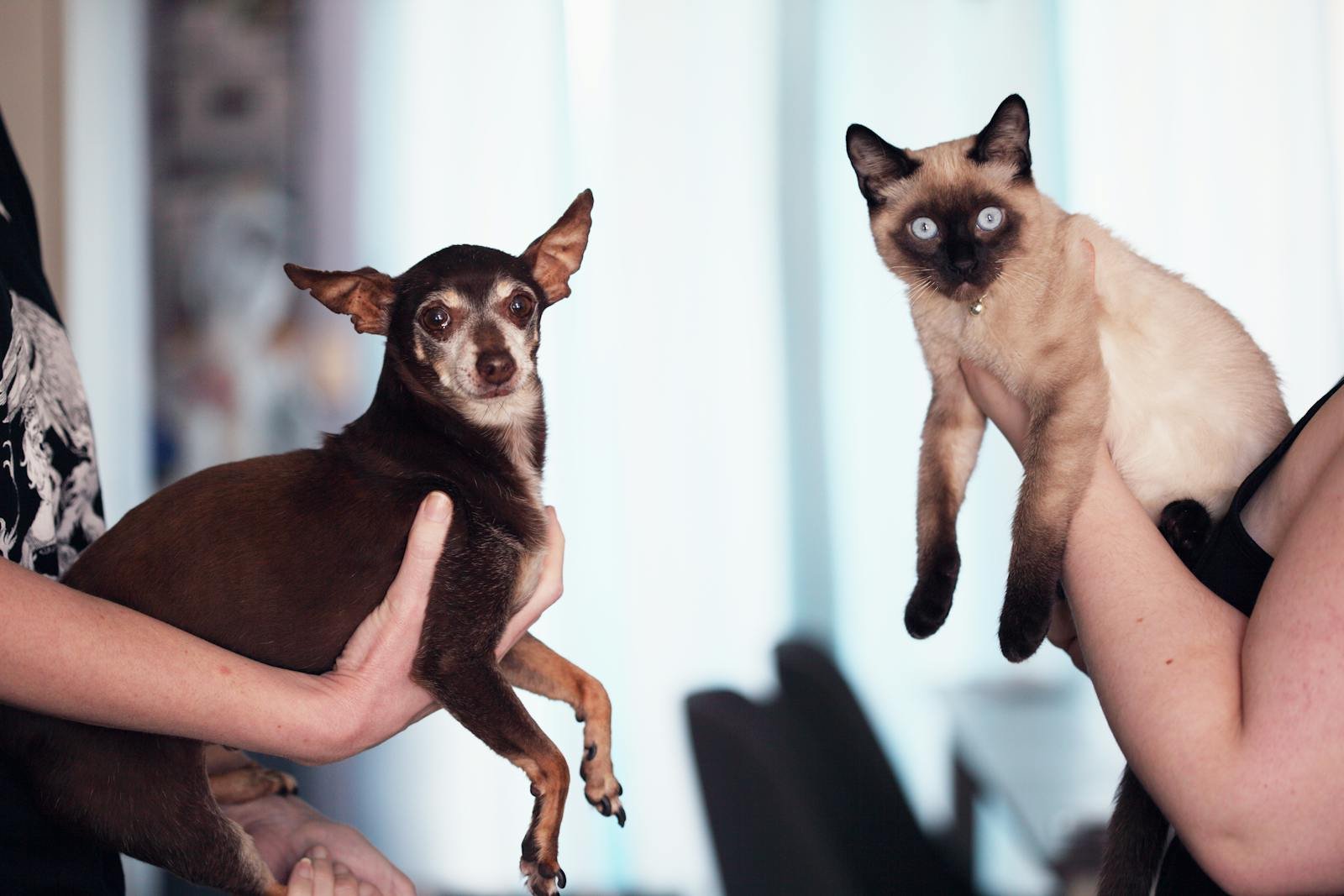 cats and dogs: Chihuahua dog and Siamese cat being held indoors by their owners, capturing a cute pet moment.