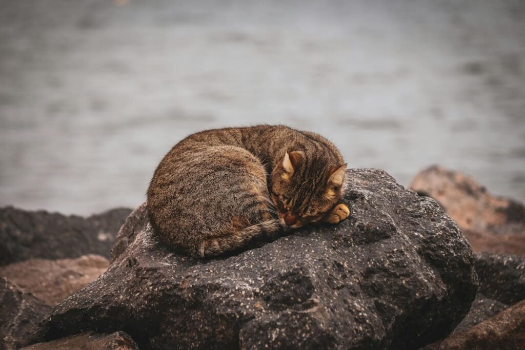 Peaceful scene of a tabby cat sleeping on coastal rocks by the sea, captured on a serene day.