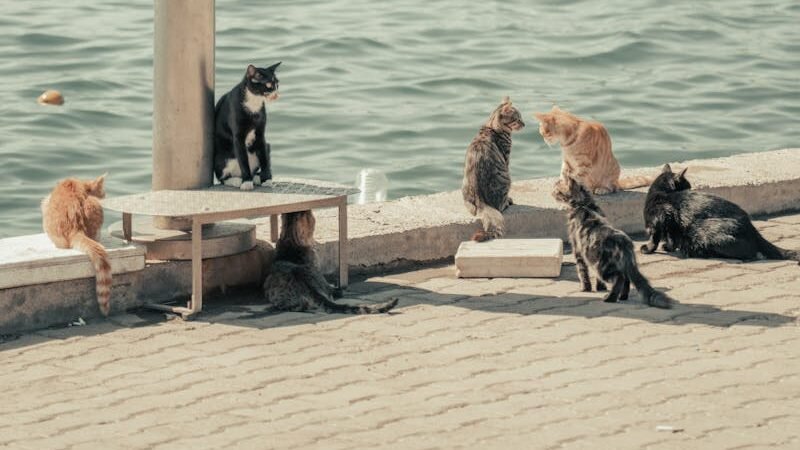 A group of cats lounging and sitting near a body of water, some perched on a bench and others on the pavement, against the backdrop of a serene waterfront.