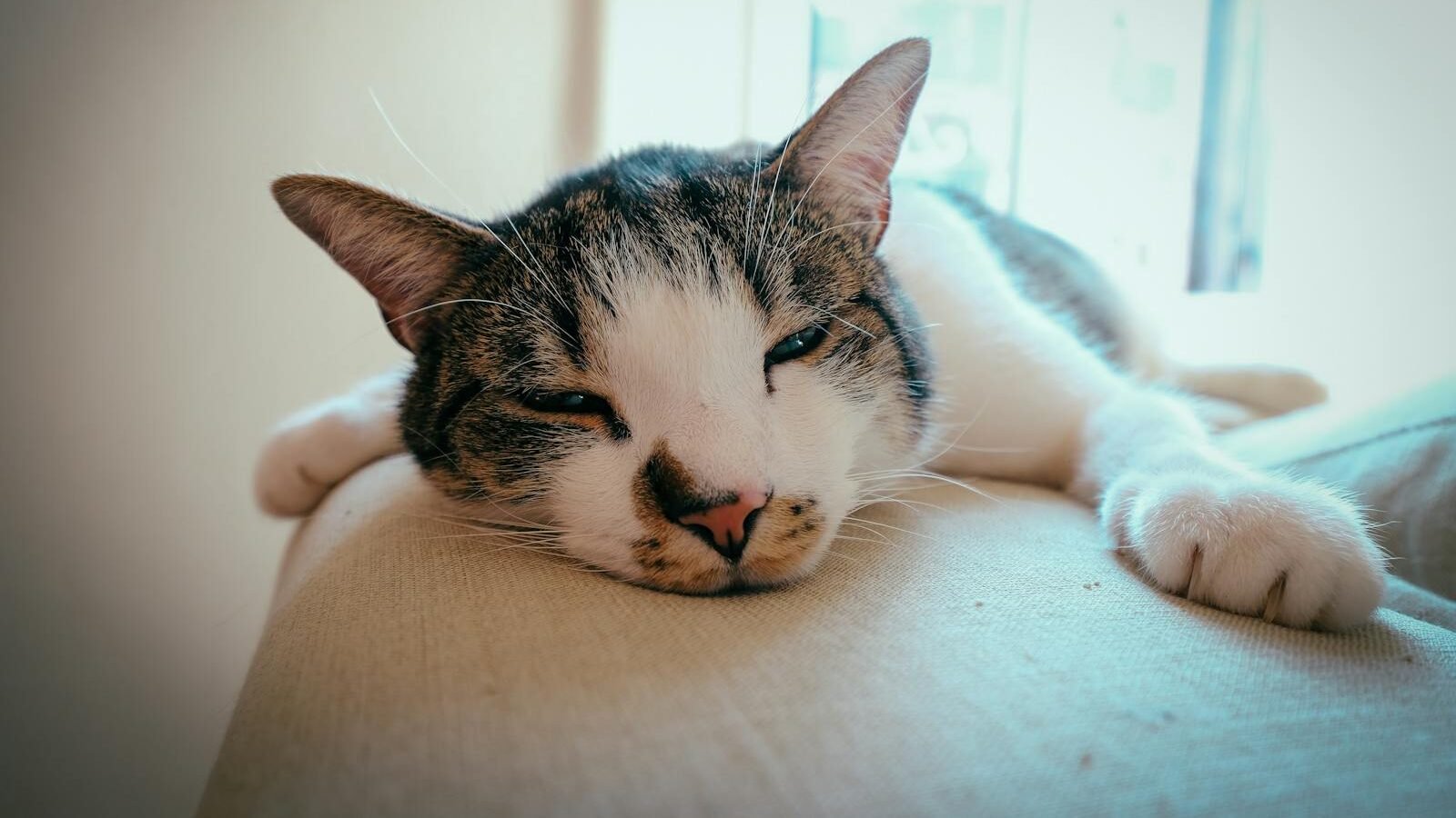 A close-up of a relaxed tabby and white cat lying on a soft surface indoors, with its eyes half-closed in a peaceful expression.