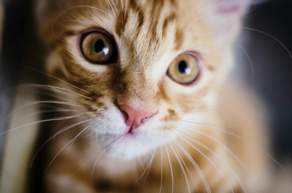 Unexpected Health Benefits of Owning a Cat