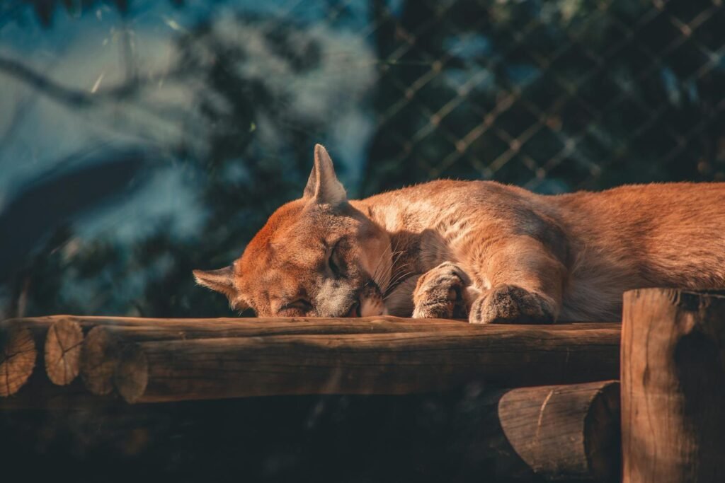 big cat A peaceful cougar lies sleeping on a wooden platform, captured in a zoo environment during daylight.