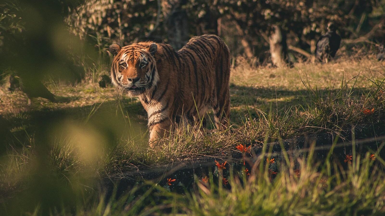 A tiger walking gracefully through tall grass in a sunlit forest, with its piercing gaze and vibrant orange coat blending harmoniously with the natural surroundings.