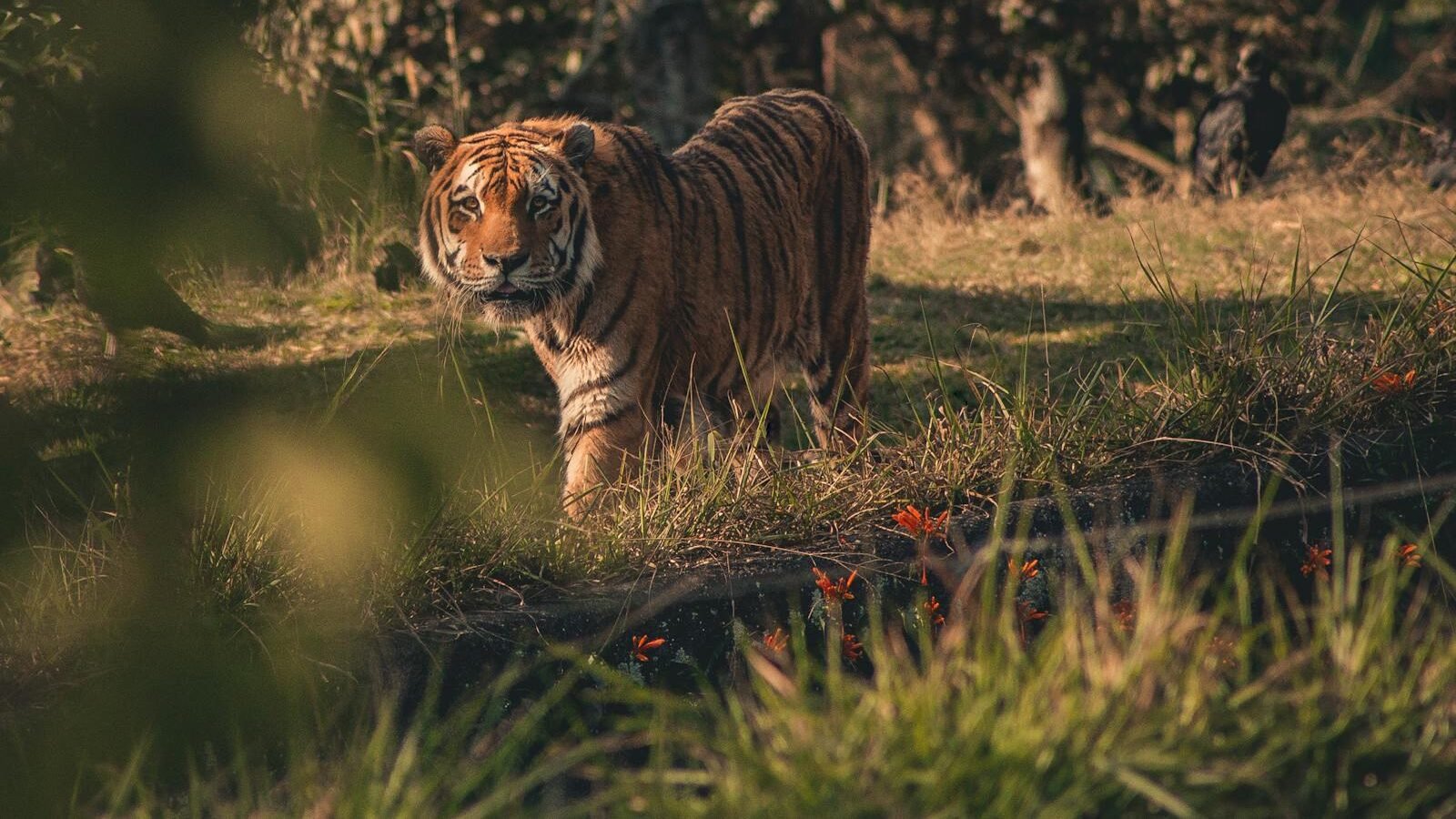 A majestic tiger walking through a grassy field, surrounded by soft sunlight and lush vegetation, showcasing its strength and natural beauty in the wild.