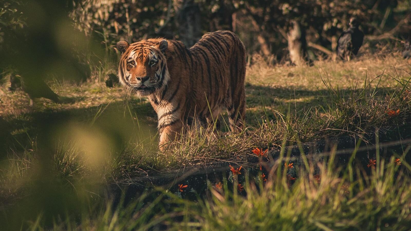 A tiger walking through tall grass in a sunlit forest, its gaze focused ahead, blending seamlessly into its natural habitat.
