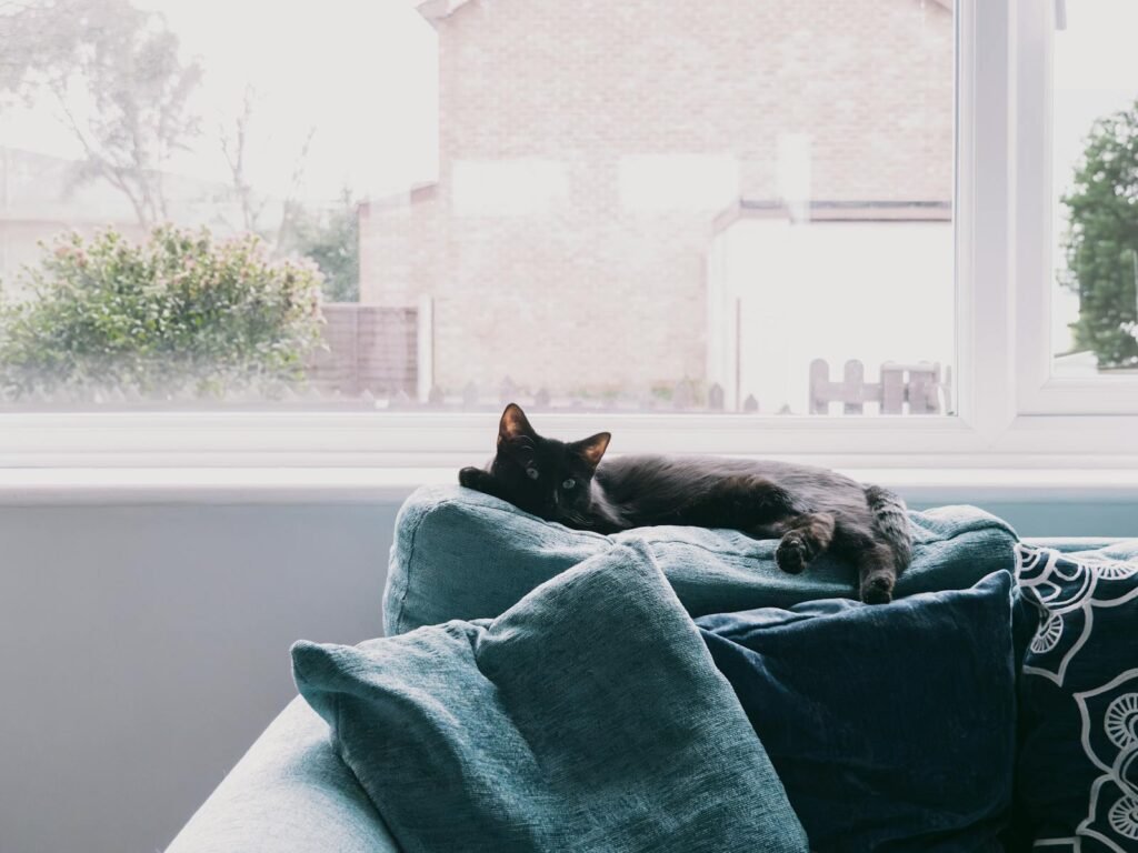 A black cat lies comfortably on a blue couch, basking in the indoor light near a window.