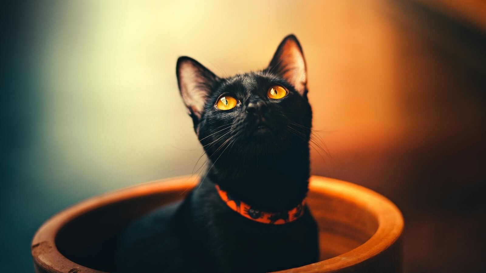 A sleek black cat with bright yellow eyes sitting inside a wooden pot, wearing an orange collar, and gazing upward in soft, warm lighting.