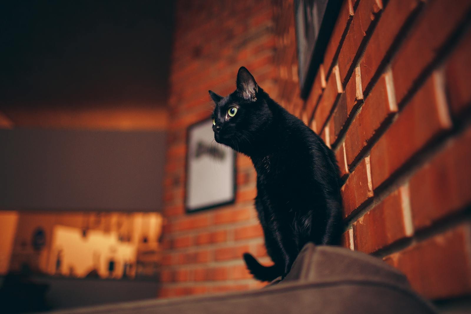 A curious black cat sits on a ledge against a brick wall, gazing intently inside a cozy indoor setting.