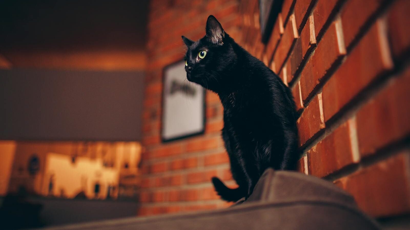 A sleek black cat perched on a ledge indoors, illuminated by warm light against a backdrop of exposed brick walls, exuding a sense of quiet observation and mystery.