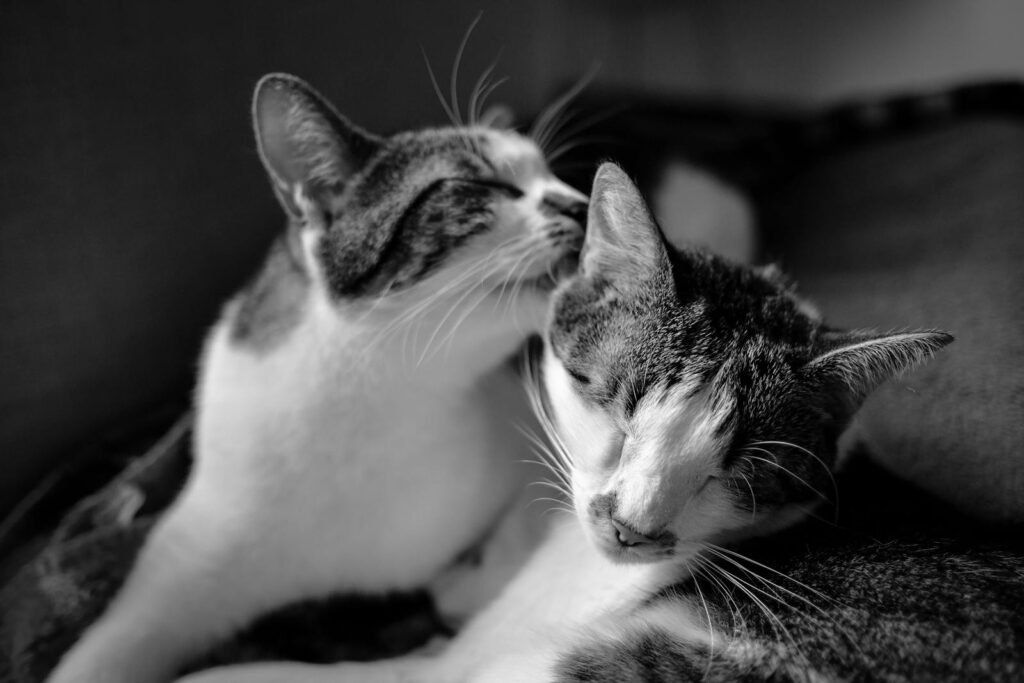 A black-and-white image of two affectionate cats, with one grooming the other, capturing a tender and intimate moment between them.
