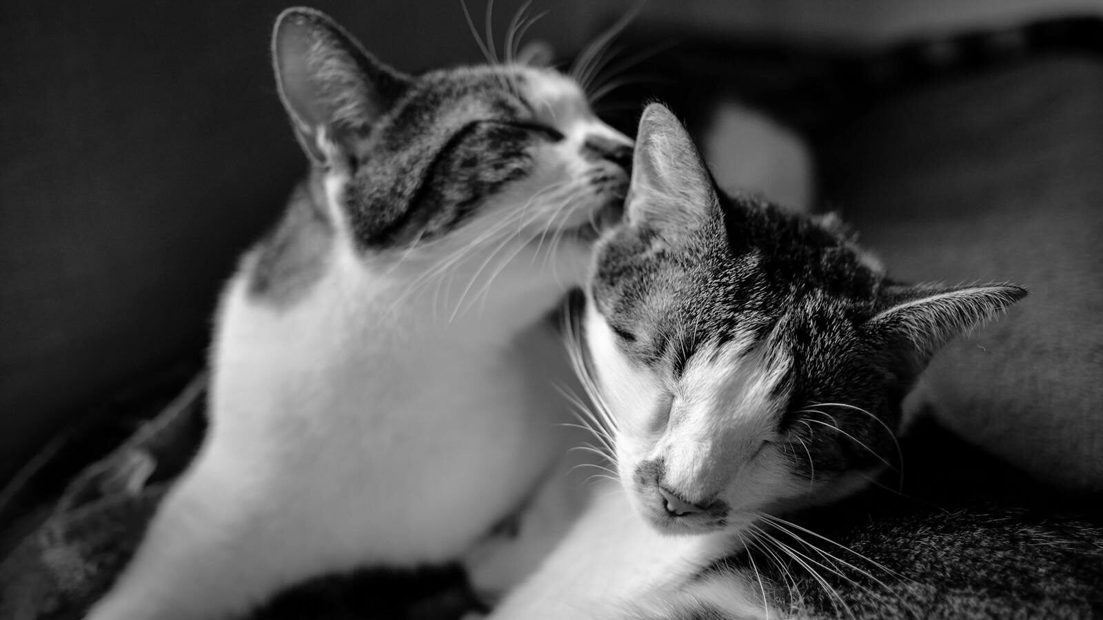 A black-and-white image of two affectionate cats, with one grooming the other, capturing a tender and intimate moment between them.