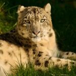 Snow leopard relaxing on grass, showcasing its beautiful fur and piercing gaze in natural sunlight.