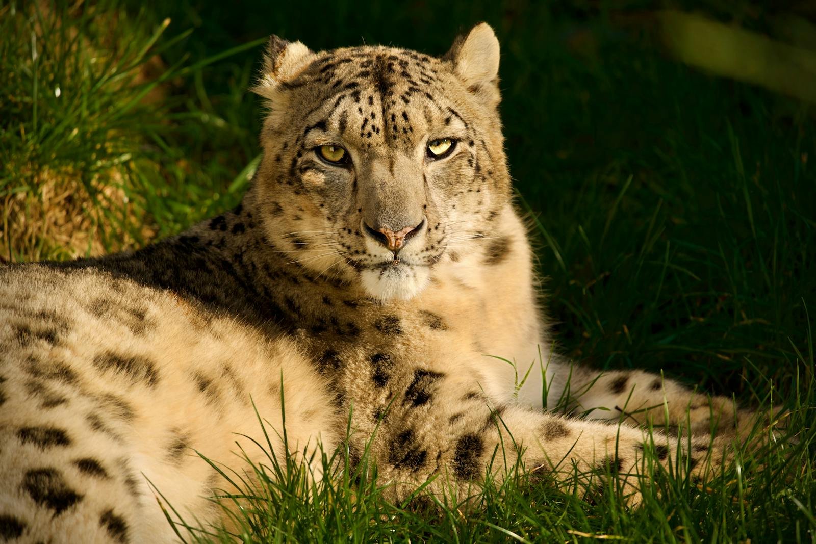 Snow leopard relaxing on grass, showcasing its beautiful fur and piercing gaze in natural sunlight.