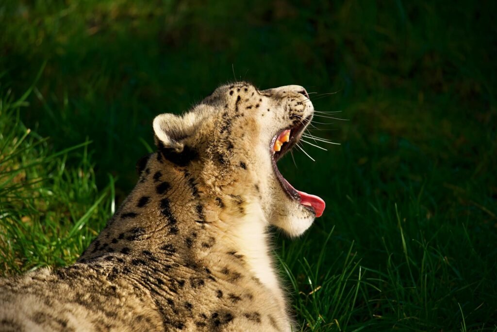 Close-up of a snow leopard yawning, showcasing its powerful jaws and spotted fur in a natural setting.