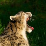 harsh environment: Close-up of a snow leopard yawning, showcasing its powerful jaws and spotted fur in a natural setting.