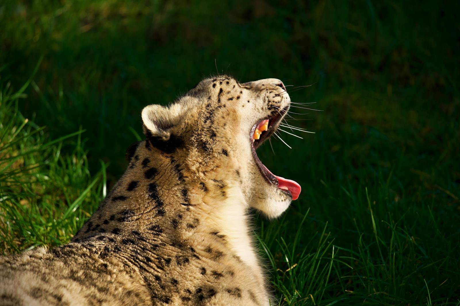 harsh environment: Close-up of a snow leopard yawning, showcasing its powerful jaws and spotted fur in a natural setting.